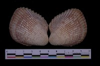 藏品(草莓鳥尾蛤)的圖片